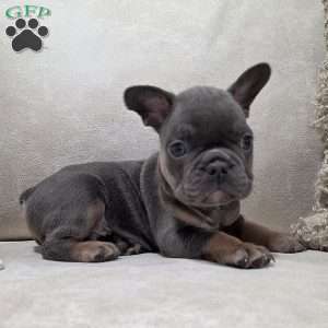 Finley, French Bulldog Puppy